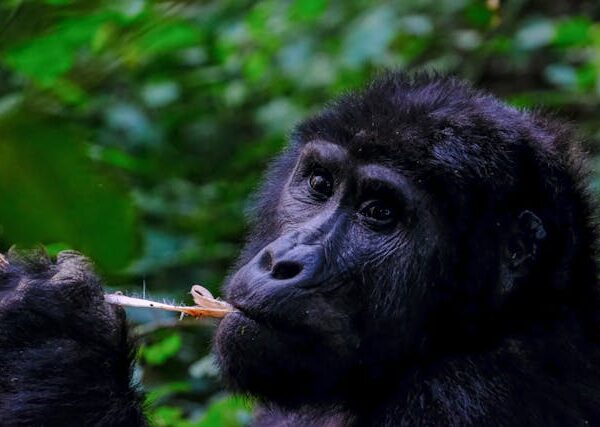 pexels-francesco-ungaro-1238272